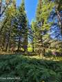 NNA Pup Paw Trail - Photo 11