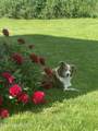 8827 Carnie Rd - Photo 47