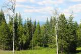 NKA Slippery Slope Trail - Photo 4