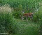 127 Lions Rd - Photo 20