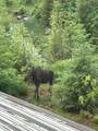 24102 Derting Rd - Photo 101