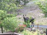 24102 Derting Rd - Photo 92