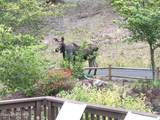 24102 Derting Rd - Photo 96