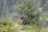 NNA Kirby Mt. ( East 5 Acres ) - Photo 9