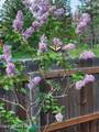 266 Syringa Heights Rd - Photo 86
