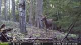 NKA Raven Ridge - Photo 42