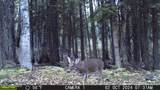 NKA Raven Ridge - Photo 46