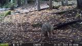 NKA Raven Ridge - Photo 48