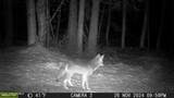 NKA Raven Ridge - Photo 50