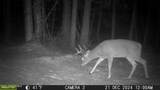 NKA Raven Ridge - Photo 51