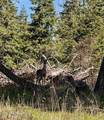 TBD Harris Ridge Rd - Photo 9