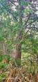 NNA Two Tail Rd - Photo 6