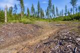 NNA Stone Rd Lot 5 (20.0 Acres) - Photo 18