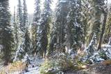 NNA Tall Timber Rd - Photo 36