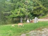422 Lightning Peak Rd - Photo 78