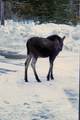 488988 Hwy 95 - Photo 42