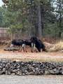 13476 Margishward Rd - Photo 49