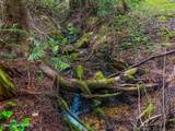 17461 Right Fork Rd - Photo 68