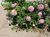 7443 Macaw Ln - Photo 23