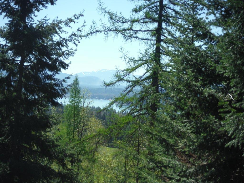 Syringa - Photo 1