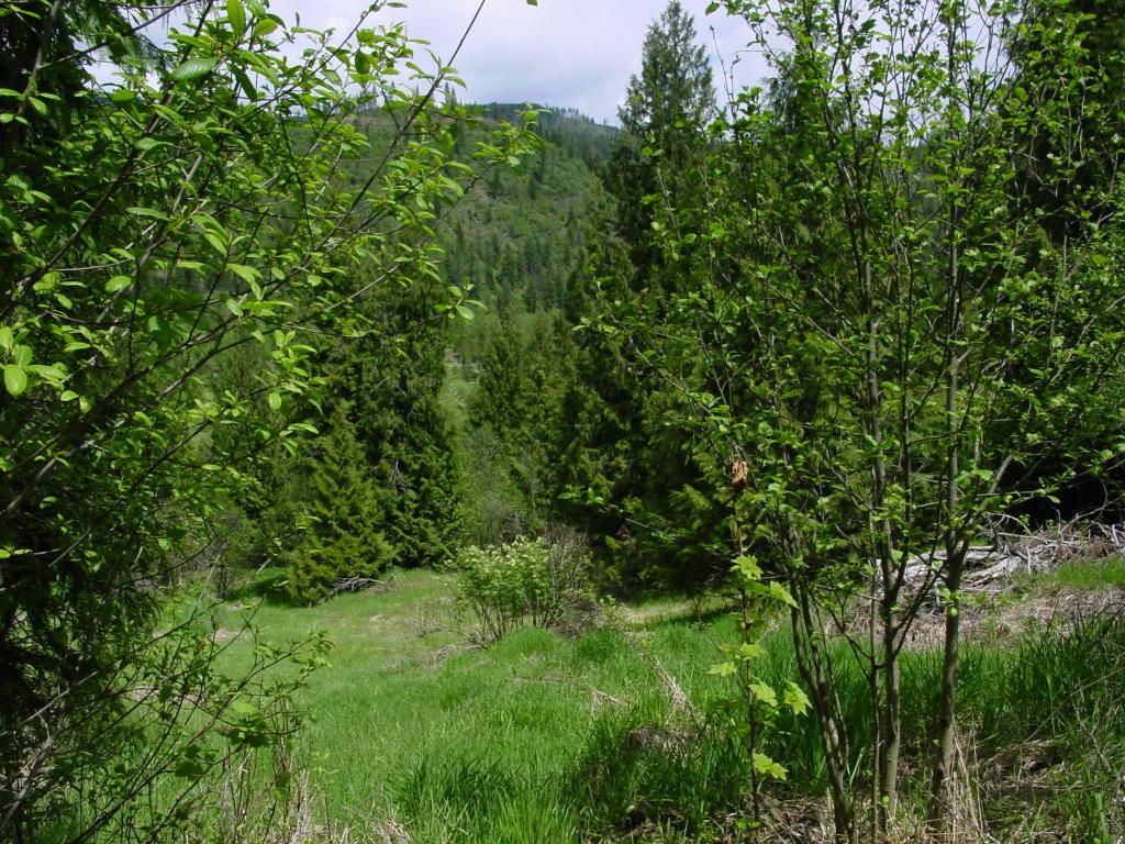 Lower St Joe Loop Road - Photo 1