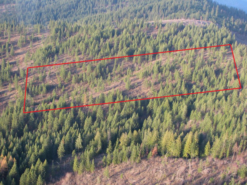 20 acres Coon Creek Rd - Photo 1