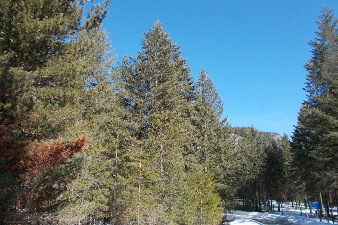 Lot 21 Bear Claw Road - Photo 1