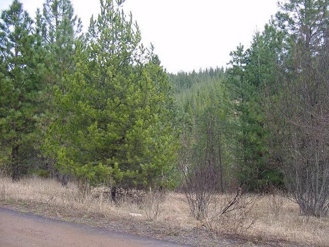 Rio Vista Lot 31 - Photo 1