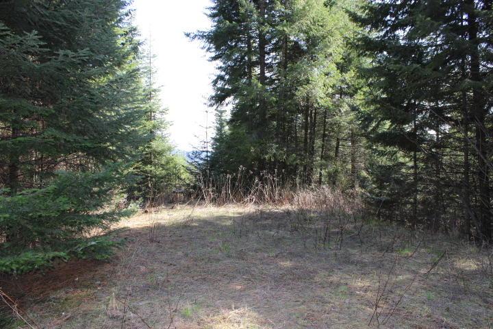 NNA Pine Leaf Rd - Photo 1