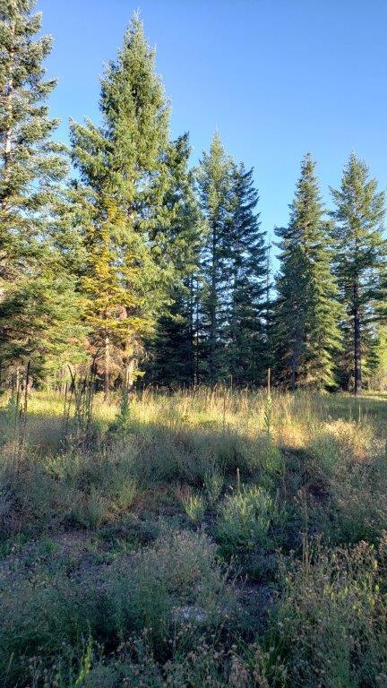 Lot 8 Tansy - Photo 1