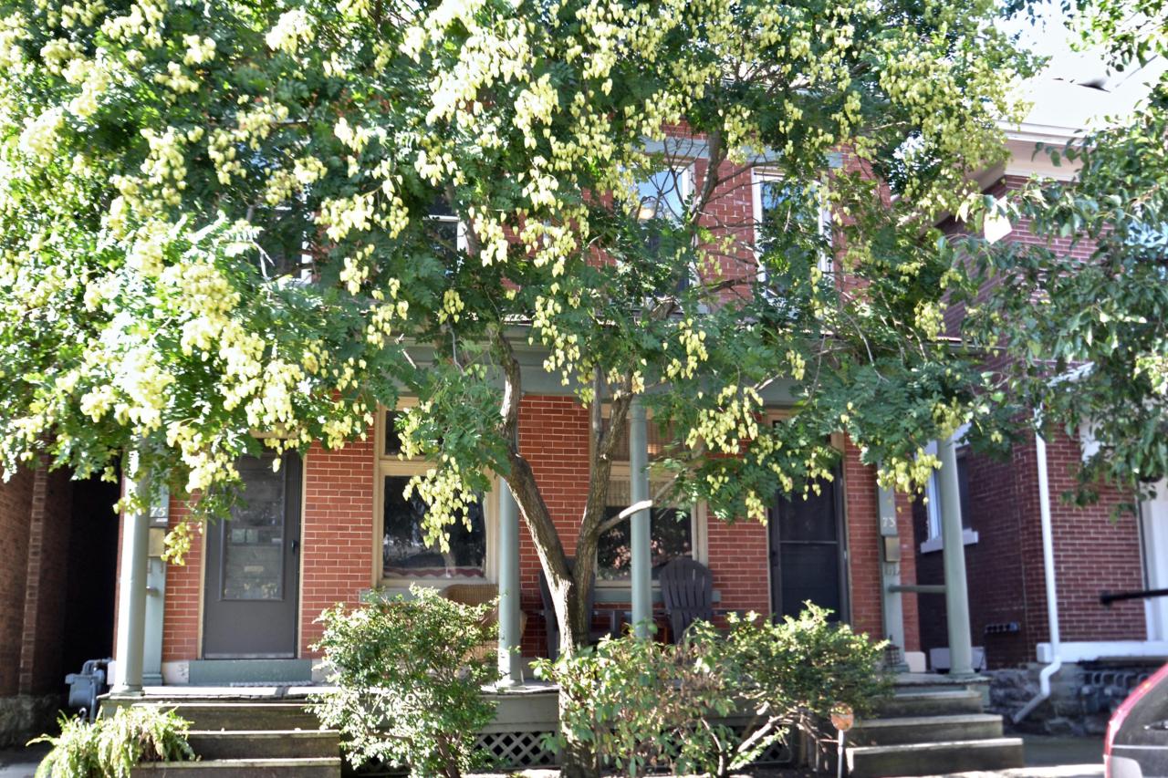 73-75 Gates Street - Photo 1