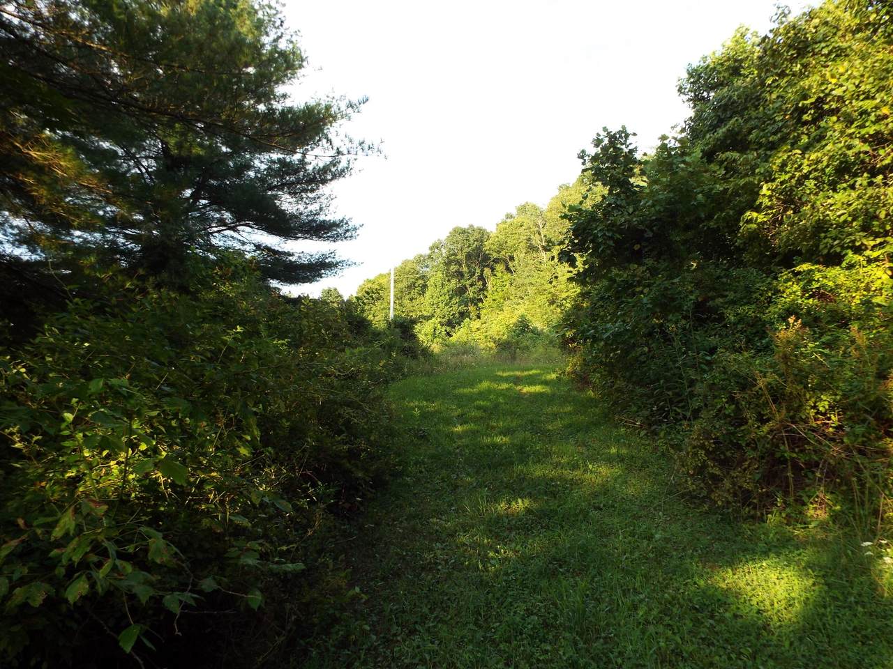 0 Branch Road - Photo 1