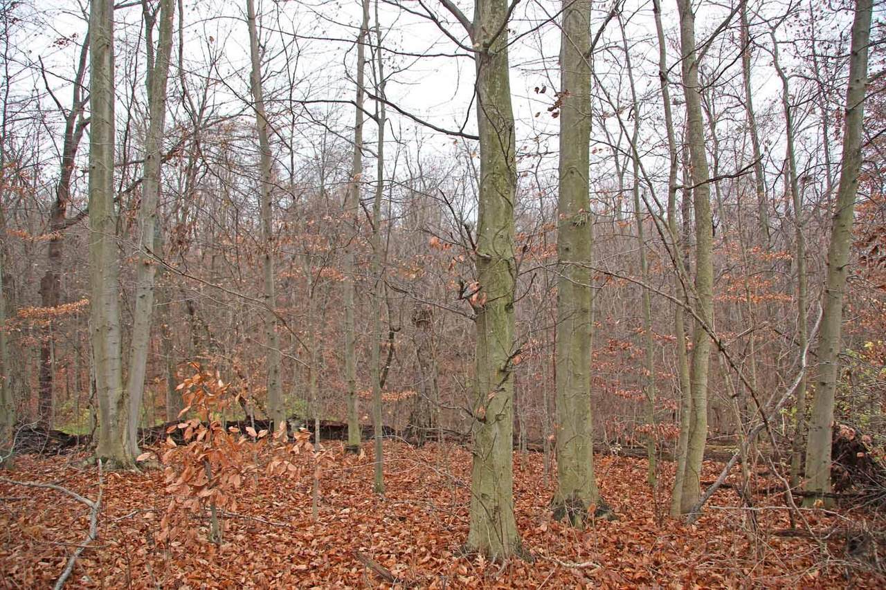 0 Sycamore Road - Photo 1