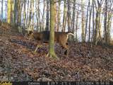 0 Fork Road - Photo 11
