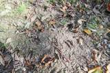 0 Cow Run Road - Photo 14