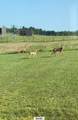 15393 Shade Road - Photo 48