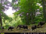 0-(Tract 8 at Titus) Parkinson Road - Photo 16