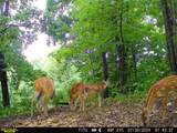 0-(Tract 8 at Titus) Parkinson Road - Photo 2