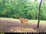 0-(Tract 3 Wolf Hill Wolf Hill Road - Photo 5