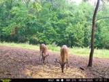 0-(Tract 3 Wolf Hill Wolf Hill Road - Photo 6