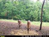 0-(Tract 4 Wolf Hill Wolf Hill Road - Photo 6