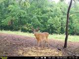 0-(Tract 6 Wolf Hill Wolf Hill Road - Photo 11