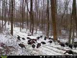 0-(Woods Turkey Run  Dutch Ridge Road - Photo 8