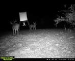 323 Bronx Corner Road - Photo 51