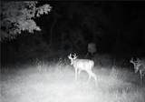 0 Tr 300, Davis Ridge Road - Photo 17