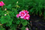5692 Juliana Place - Photo 87