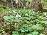 25779 Bailey Road - Photo 9