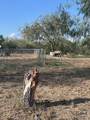 5452 Fm 666 Street - Photo 13