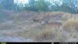 0 Cameron Lane- 80 Acres - Photo 29