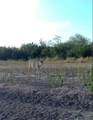 1121 County Road 481 - Photo 10